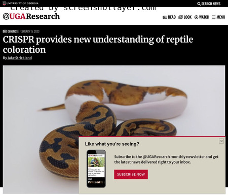 CRISPR provides new understanding of reptile coloration